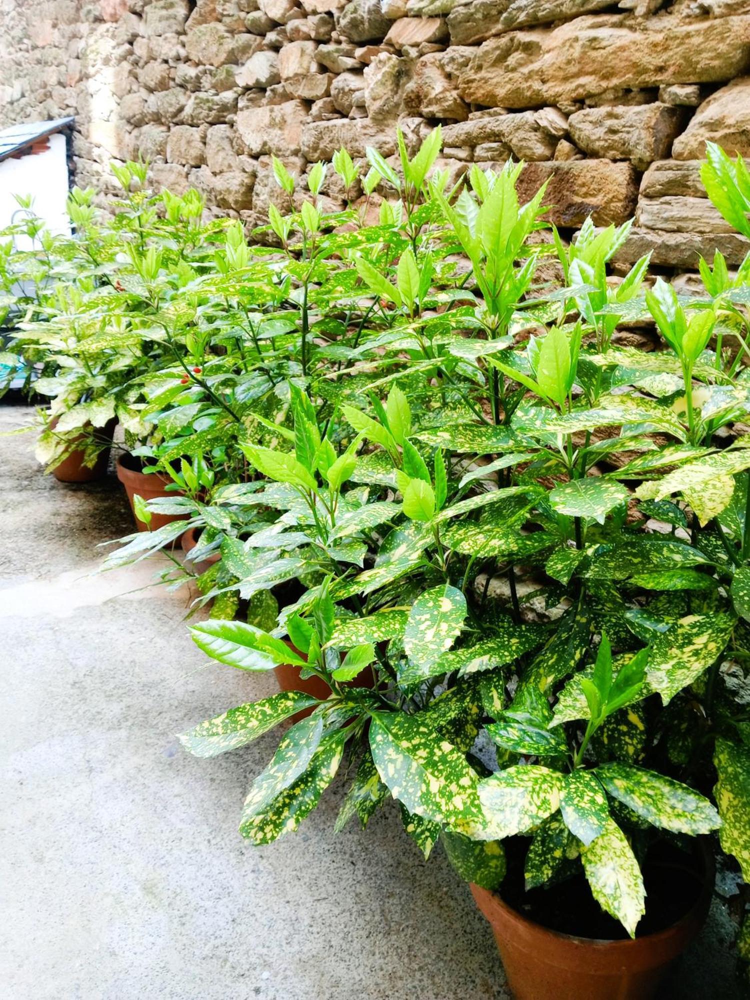 Albergue San Lazaro 萨里亚 外观 照片